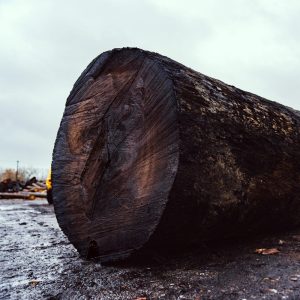Live Edge Slabs Wood Black Bog Ancient Antique Oak